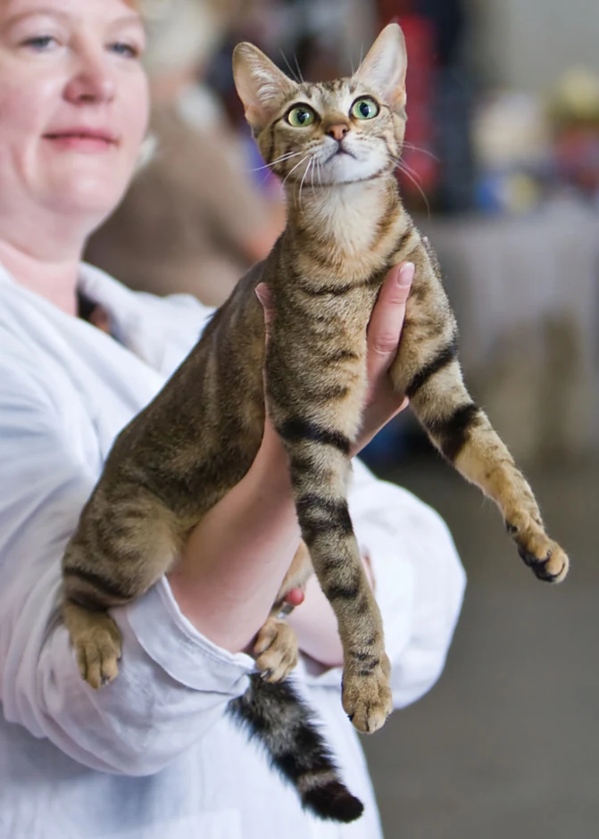A Sokoke with greenish eyes being held at a cat show.