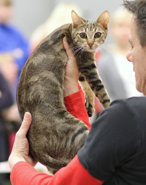 A Sokoke being held with her body sideways to the camera at a cat show.