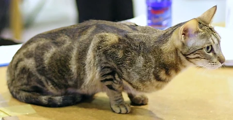 A Sokoke with a marbled coat pattern on a show table.