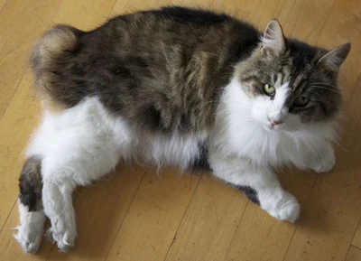 A brown tabby Cymric with white paws lying on a wooden floor.