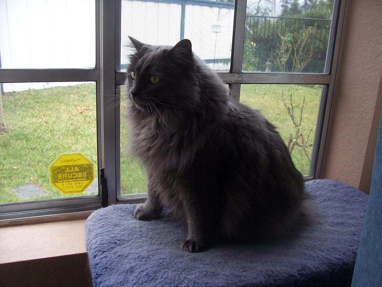 A grey Cymric sitting on a purple cushion by a window.