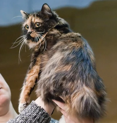 A tortoiseshell-and-white Cymric being held at a cat show.