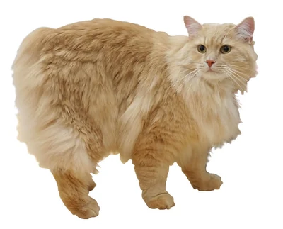 A cream Cymric against a white background.