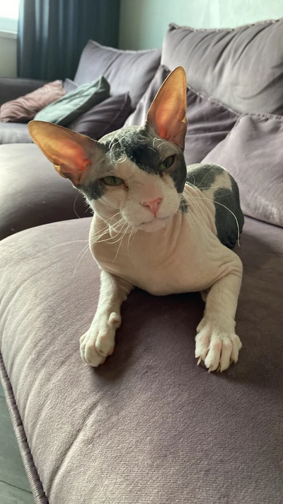 Eine Don Sphynx mit schwarz-weißer Haut liegt auf einem Sofa.