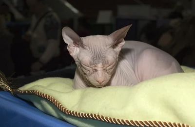 Eine Don Sphynx ruht mit geschlossenen Augen auf einer grünen Decke.