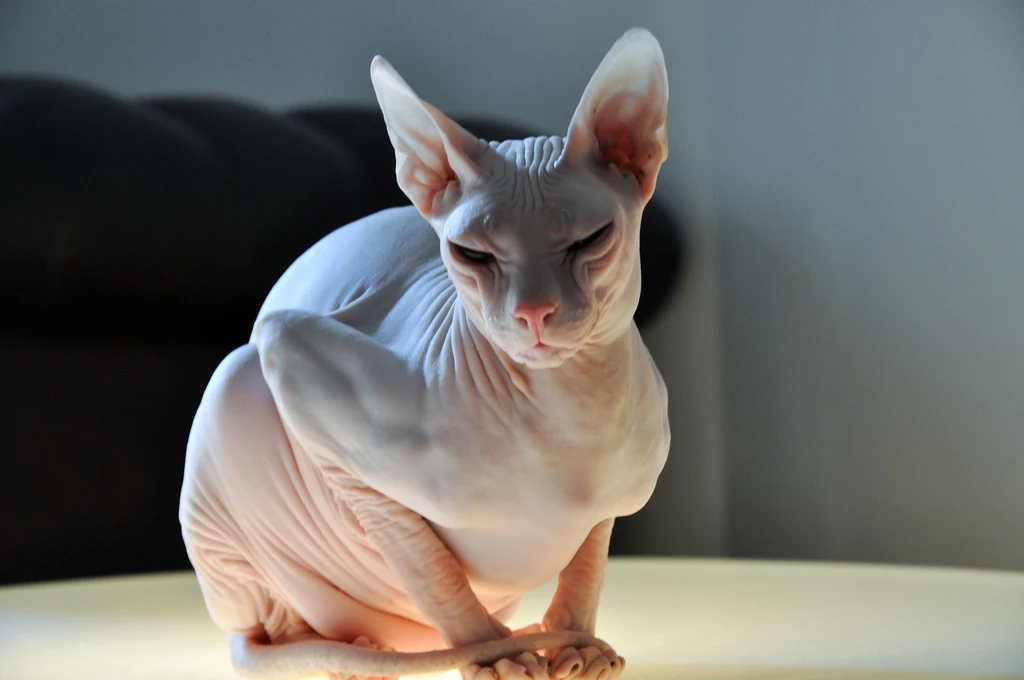 Eine Don Sphynx mit heller Haut, von vorn fotografiert.