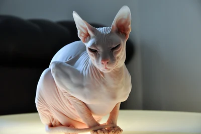Eine Don Sphynx mit heller Haut, von vorn fotografiert.