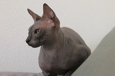 Der Kopf einer Don Sphynx mit grauer Haut im seitlichen Profil.