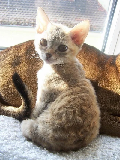 Die German Rex Alana sitzt am Fenster neben einer anderen Katze.
