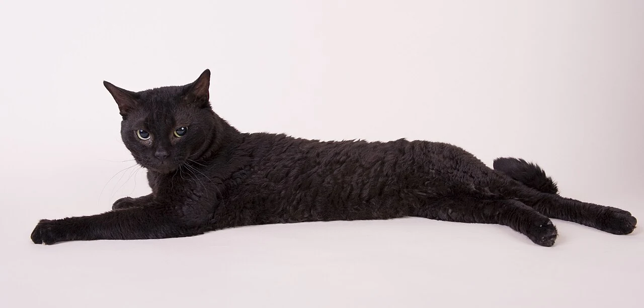 Eine schwarze German Rex liegt seitlich vor einem hellen Hintergrund.