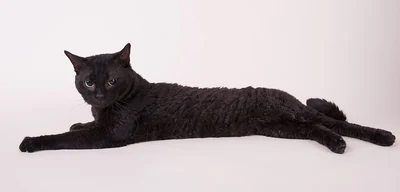 A black German Rex lying sideways against a pale background.