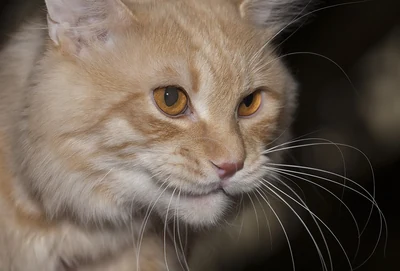 Das Gesicht einer langhaarigen Kurilen Bobtail mit bernsteinfarbenen Augen.