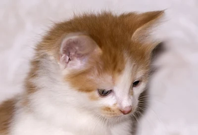 Ein rot-weißes Kurilen-Bobtail-Kätzchen schaut nach unten.