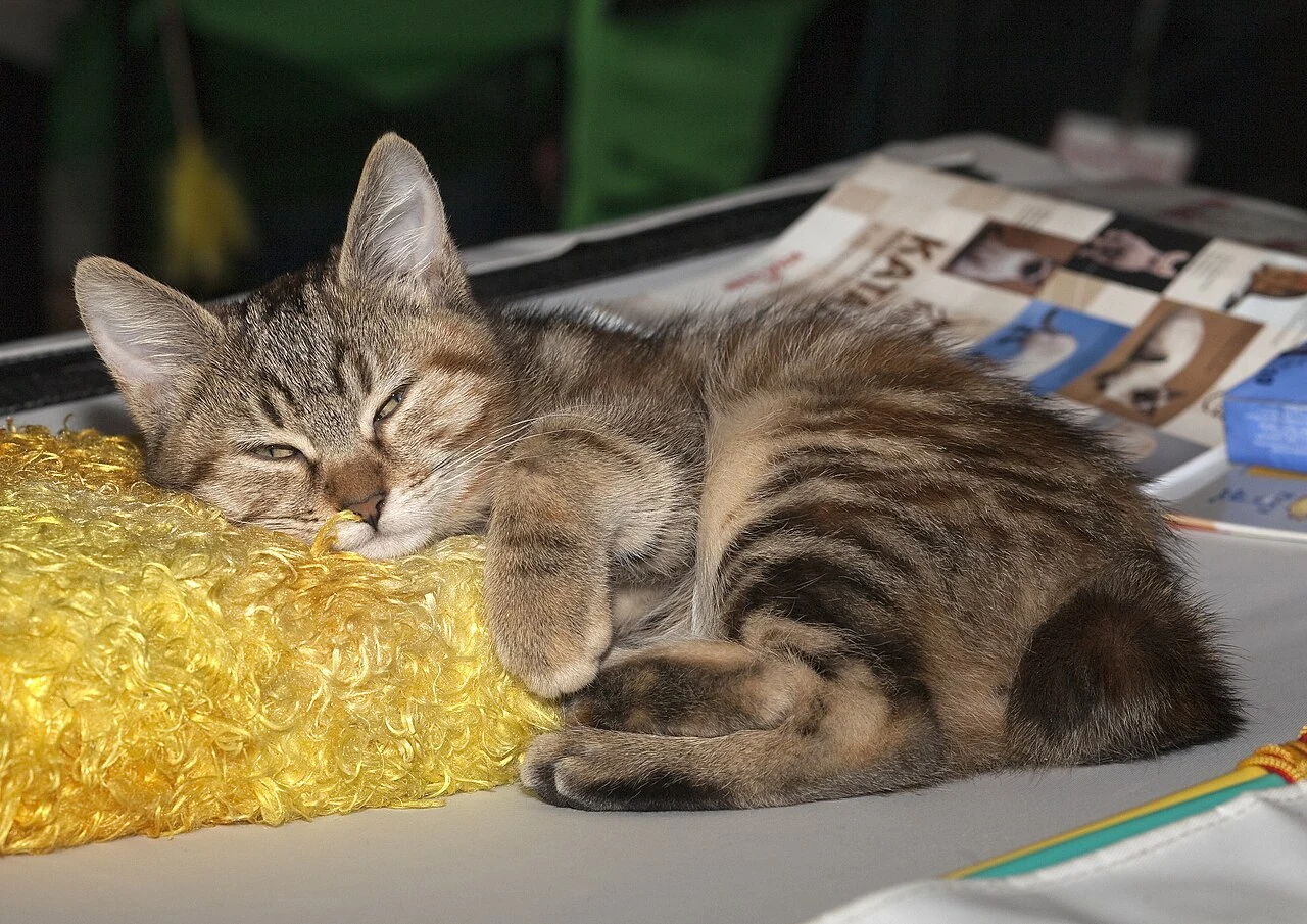 Eine kurzhaarige Kurilen Bobtail liegt auf einer goldfarbenen Decke.