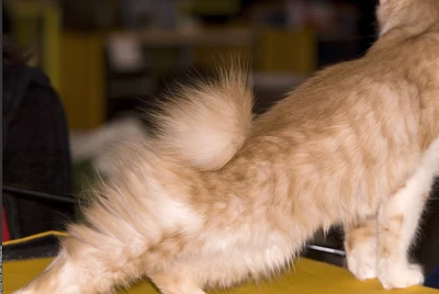 Der kurze, dicht behaarte Schwanz einer Kurilen Bobtail, aus der Nähe fotografiert.