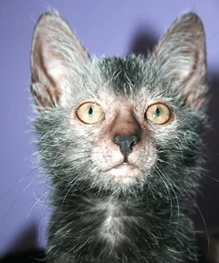 A Lykoi face with golden eyes and a mixture of pale and dark hairs.
