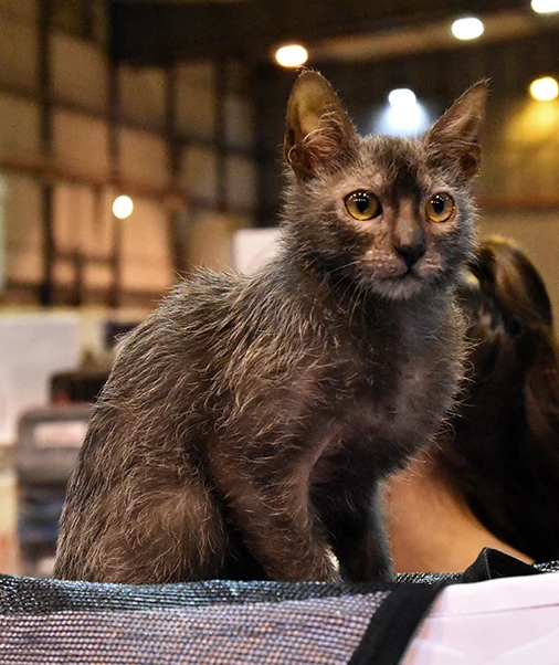 A Lykoi with dark fur mixed with pale hairs at a cat show.