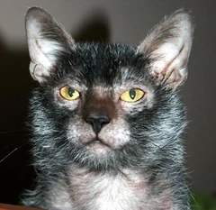 A portrait of a Lykoi with yellow eyes and large ears.