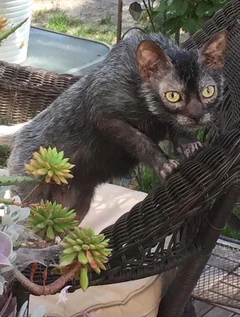 A young Lykoi on a wicker chair among plants.
