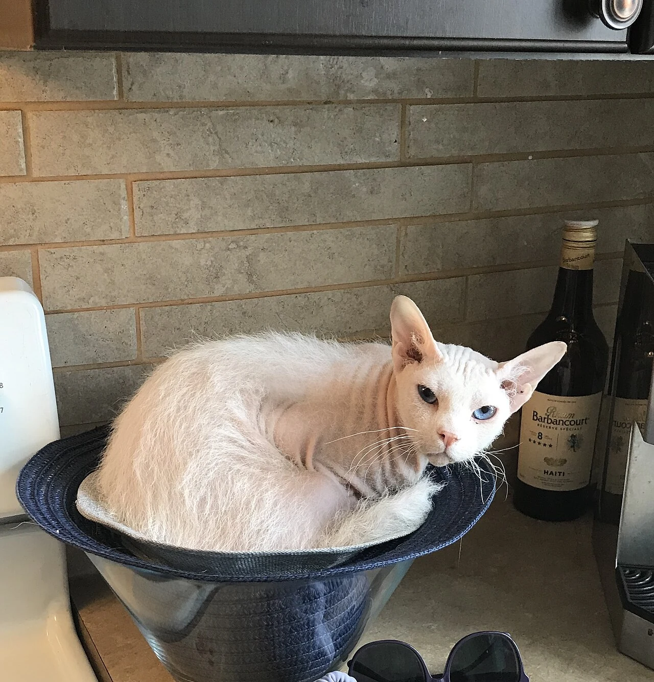 Eine weiße Peterbald mit rauem Fell und blauen Augen liegt eingerollt auf einem Hut.
