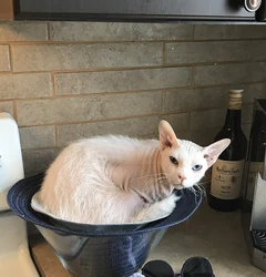 A white Peterbald with a wiry coat and blue eyes curled on a hat.