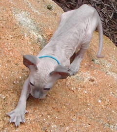 Eine wenig behaarte Peterbald mit blauem Halsband auf einem Stein.