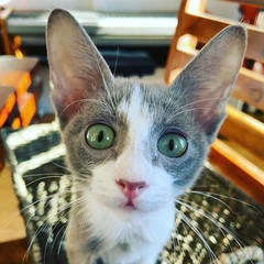 Ein Peterbald-Kitten mit glattem Fell und grünen Augen aus der Nähe.