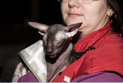 Eine braune Peterbald wird bei einer Katzenausstellung gehalten.