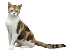 Eine dreifarbige American Wirehair vor weißem Hintergrund.