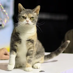 Eine American Wirehair sitzt bei einer Katzenausstellung auf einem Tisch.