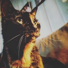 Eine dreifarbige American Wirehair im Porträt auf einem Sofa.