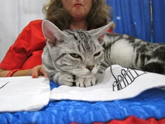 Eine silbergetigerte American Wirehair liegt bei einer Tierveranstaltung auf einem Handtuch.