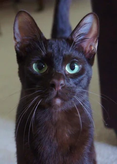 Eine erwachsene Havana Brown mit grünen Augen im Porträt.