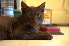 Eine Havana Brown liegt mit gekreuzten Vorderpfoten im Haus.