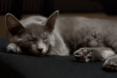 Bartolome, a male Nebelung, sleeping with his head on one front paw.