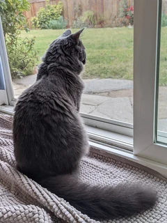 A Nebelung looking outside through a screen door.