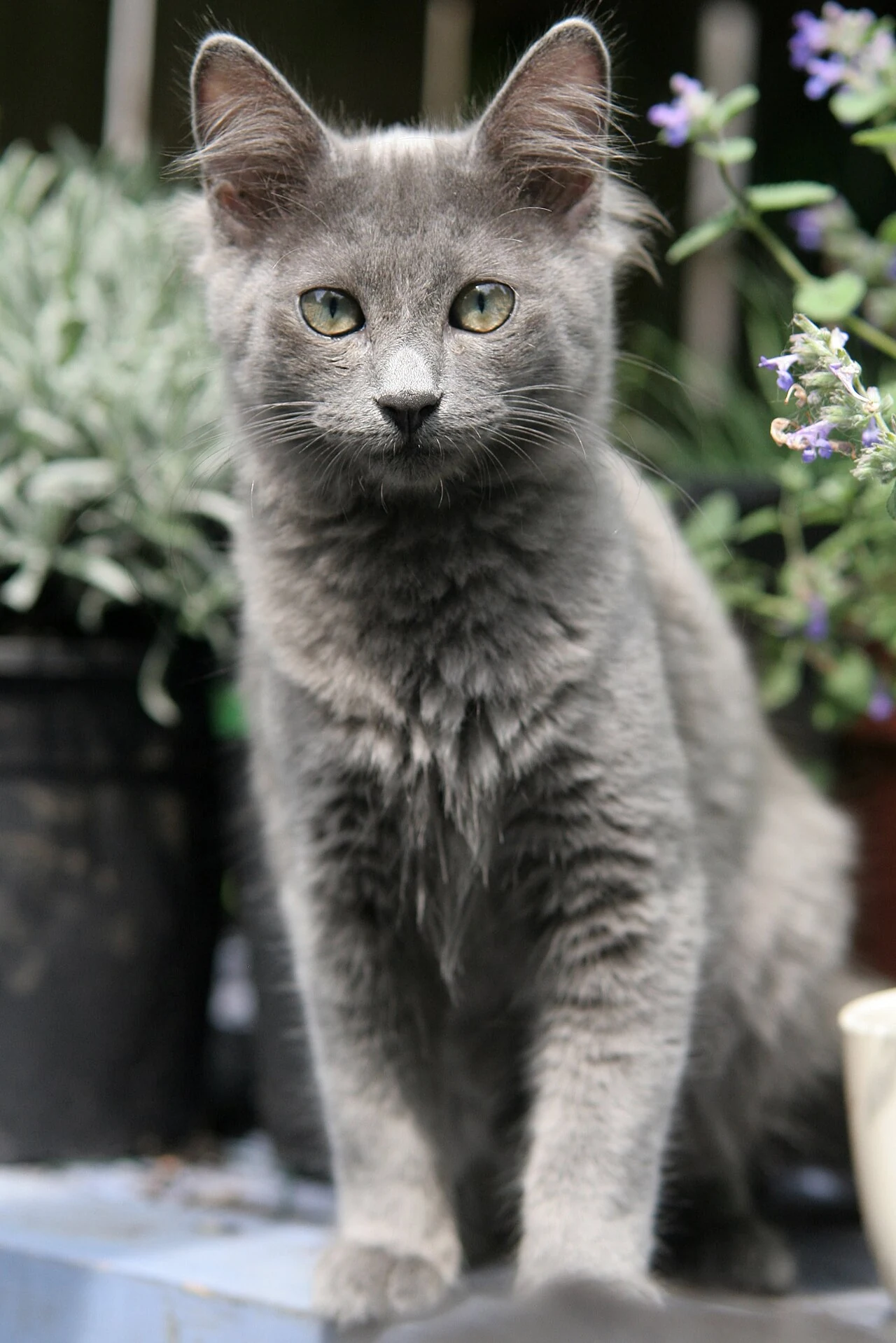 The Nebelung Palaya sitting in front of flowering plants.
