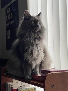 Pinto, a male Nebelung, sitting on a shelf by a window.