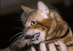 A Toyger with his mouth open at a cat show.