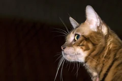 A side head portrait of the Toyger Eeyaa American Idol.