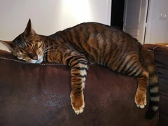 Olaf, a Toyger, sleeping on the back of a sofa.