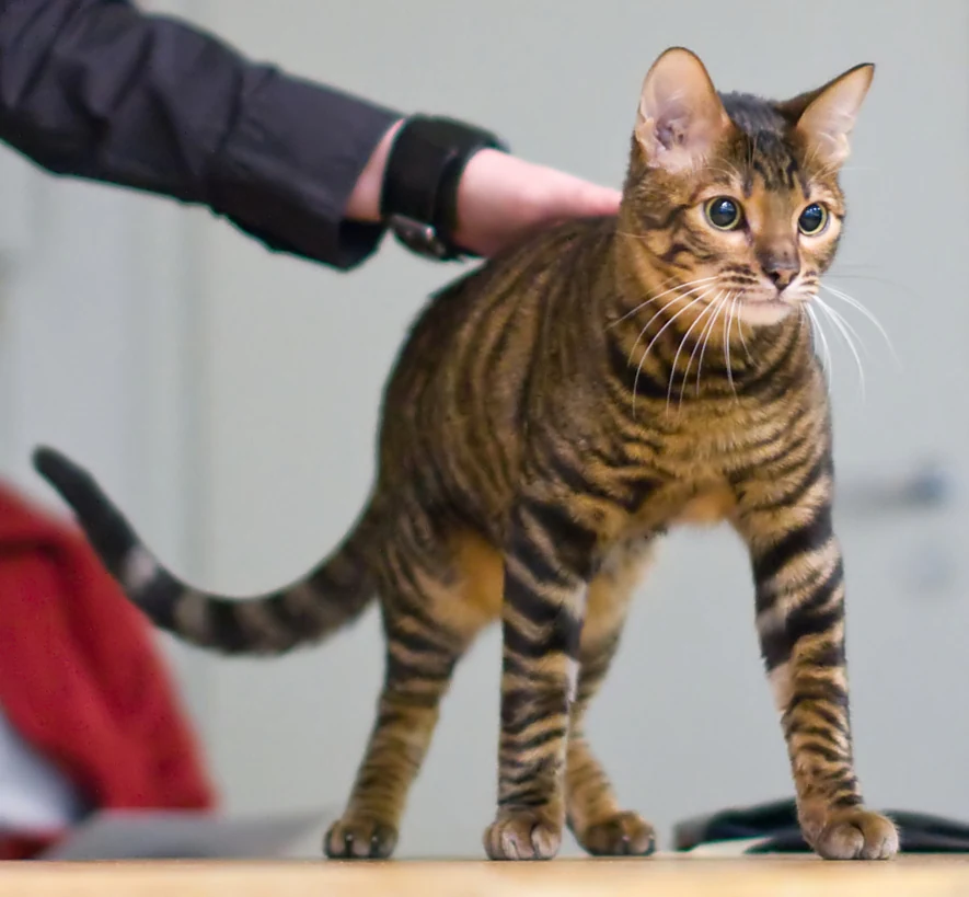 A Toyger standing on a table at a cat show.