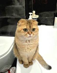 Eine Scottish Fold sitzt auf dem Rand einer Badewanne.