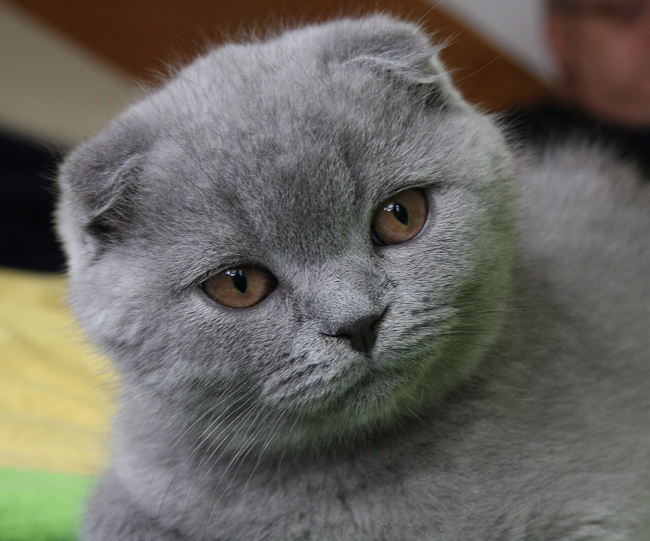 Porträt einer lilacfarbenen Scottish Fold.