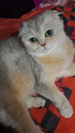 Eine Scottish Fold mit grünlichen Augen auf einer gemusterten Decke.