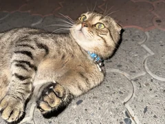 Eine getigerte Scottish Fold mit blauem Halsband liegt auf Pflastersteinen.