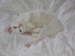 Die weiße Khao Manee Chanee liegt auf einer Decke.