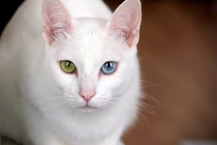 Porträt der Khao Manee Lily mit einem grünen und einem blauen Auge.