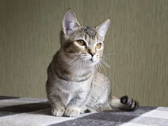 A tabby Munchkin sitting on a blanket.