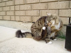 A long-haired Munchkin grooming beside a brick wall.